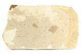 Fossil Leaf (Betula?) Plate - McAbee, BC #253996-1